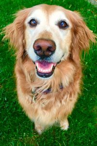 Lily the Golden Retriever